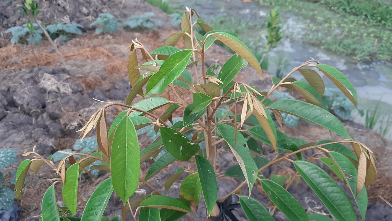 Trồng sầu riêng ri6 được 3 tháng|tưới thuốc nầm bệnh rồi tưới lại xô gell humic sao đó rãi HC 007