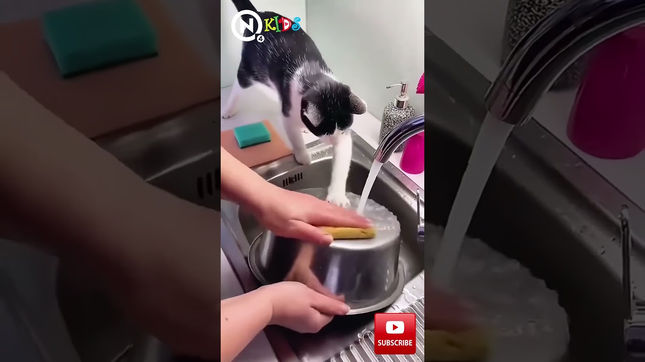Cool Genius Cats: Smartest Cats 🐱💡