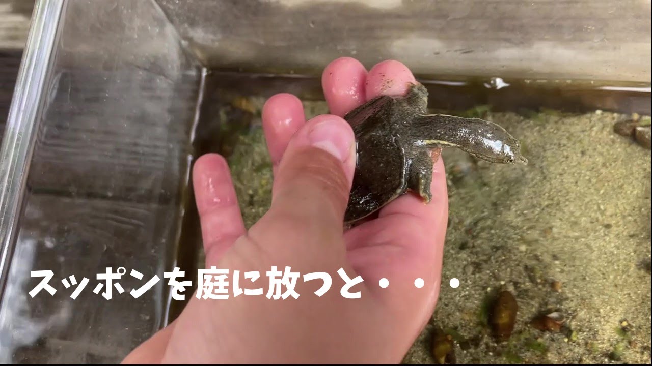 スッポンを庭に放つと・・・🤩#スッポン #すっぽん #庭