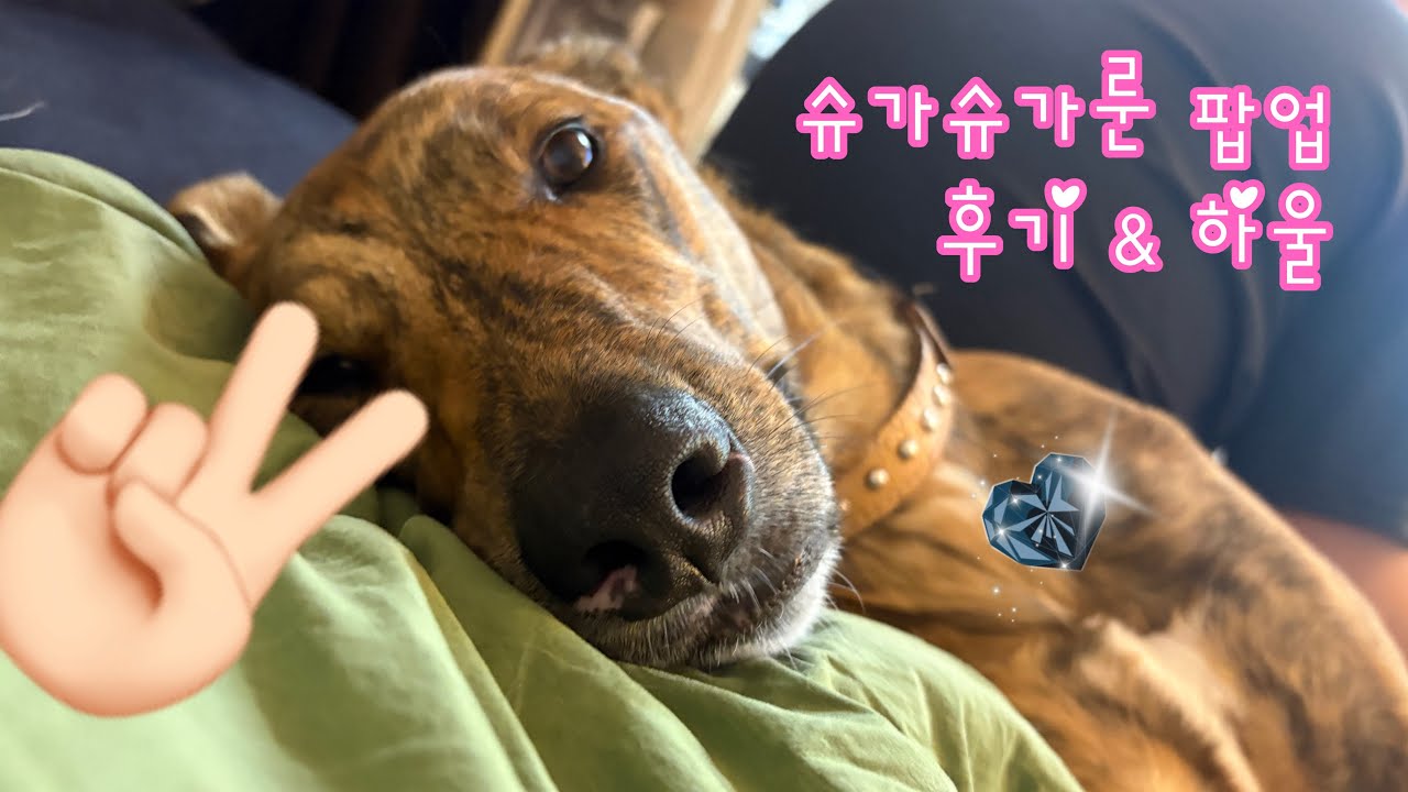 슈가슈가룬 팝업 후기 & 하울 