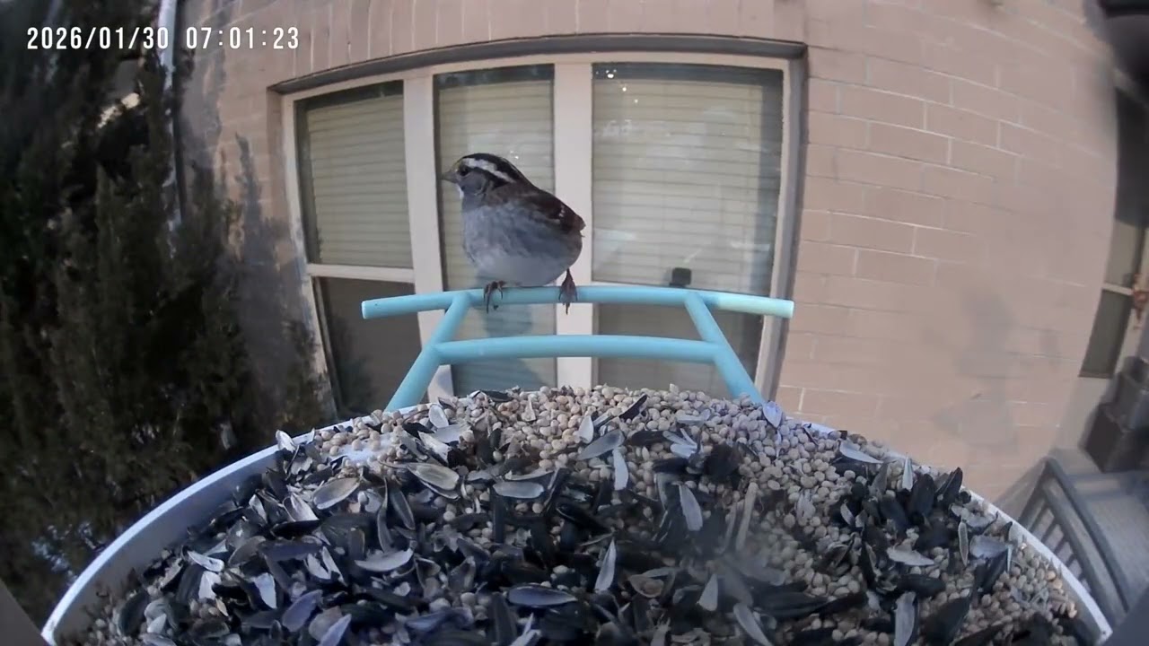 Birds of my yard week 4  #nature #birds #sounds #beautiful #creation #raleigh #nc