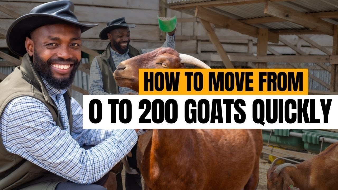 HOW I MOVED FROM JUST 2 GOATS TO HAVING OVER 200 GOATS