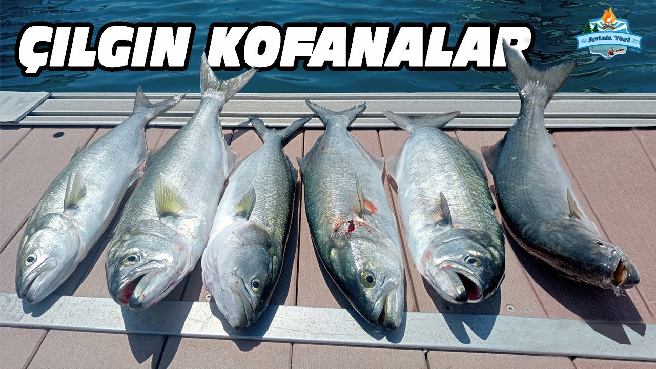 KOFANALAR &Ccedil;ILDIRDI!! YENİ TAKTİK İLE KİLOLUK BALIKLAR!!