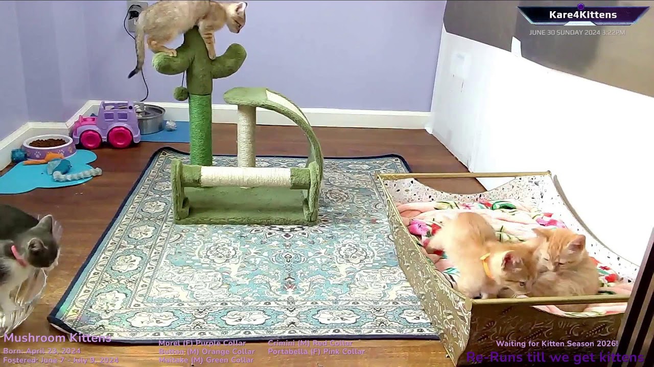 Just Kitten Around ReRuns- Relax while watching foster kittens sleep, play and grow up!
