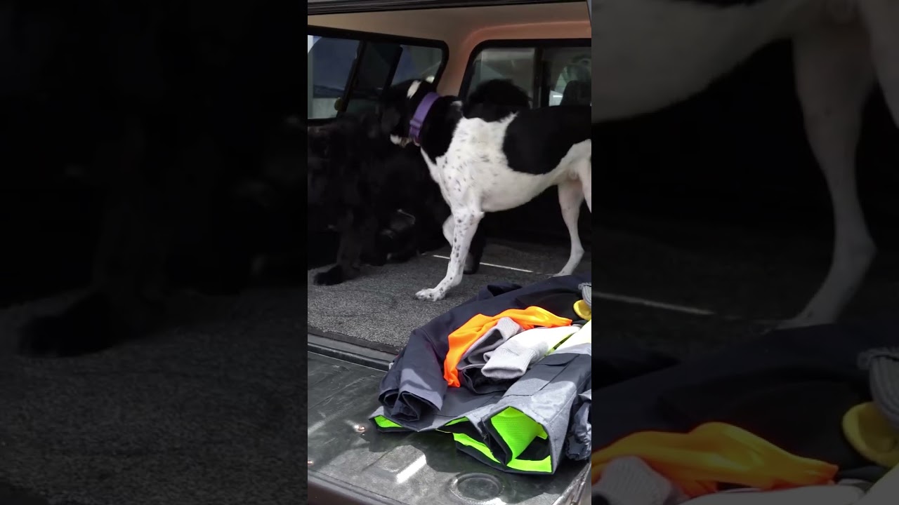 🚗 That End of Day Feeling! 🐾