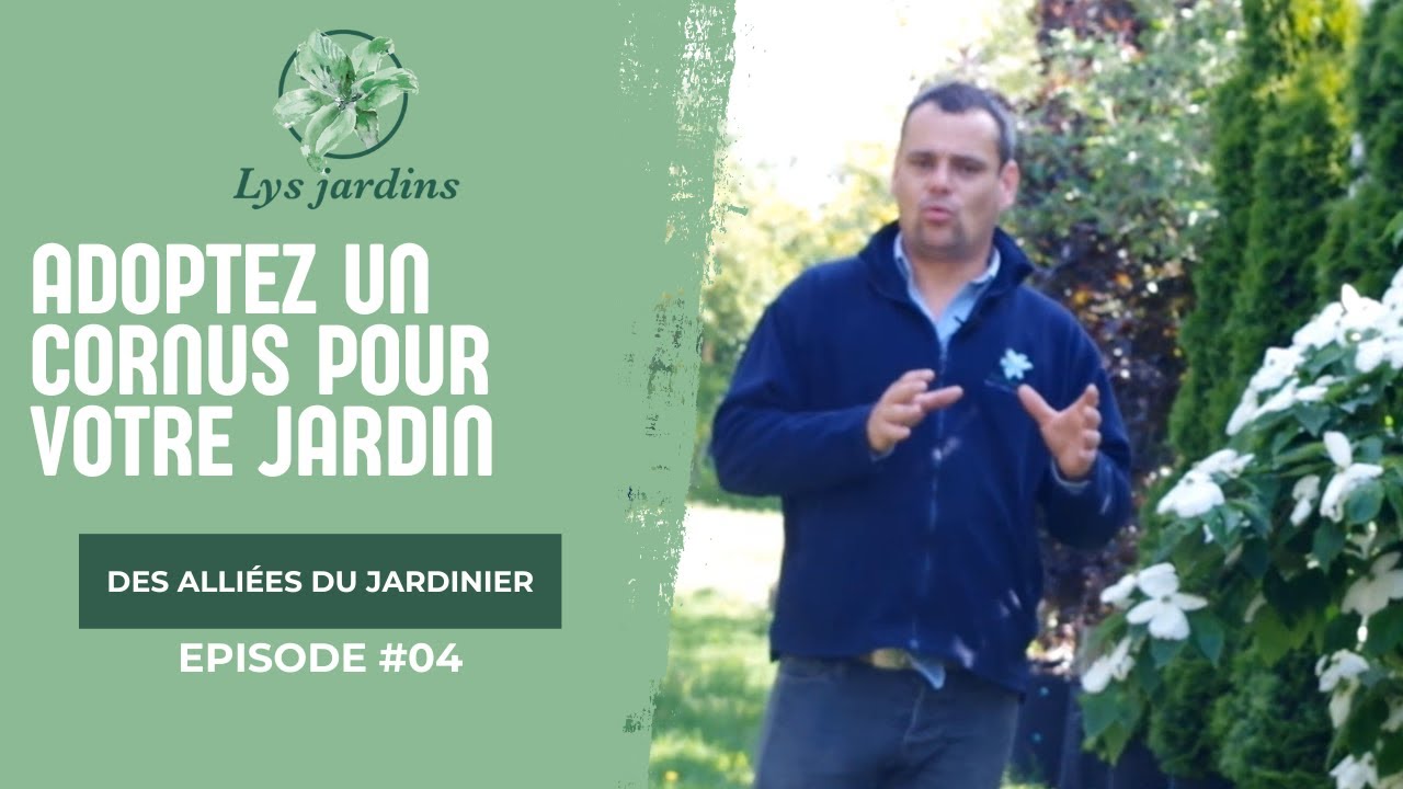 Adoptez un cornus pour votre jardin !