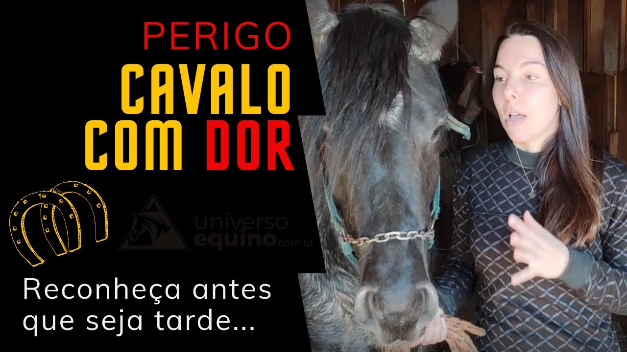 Cavalos com Dor - Como podemos Identificar a dor nos equinos