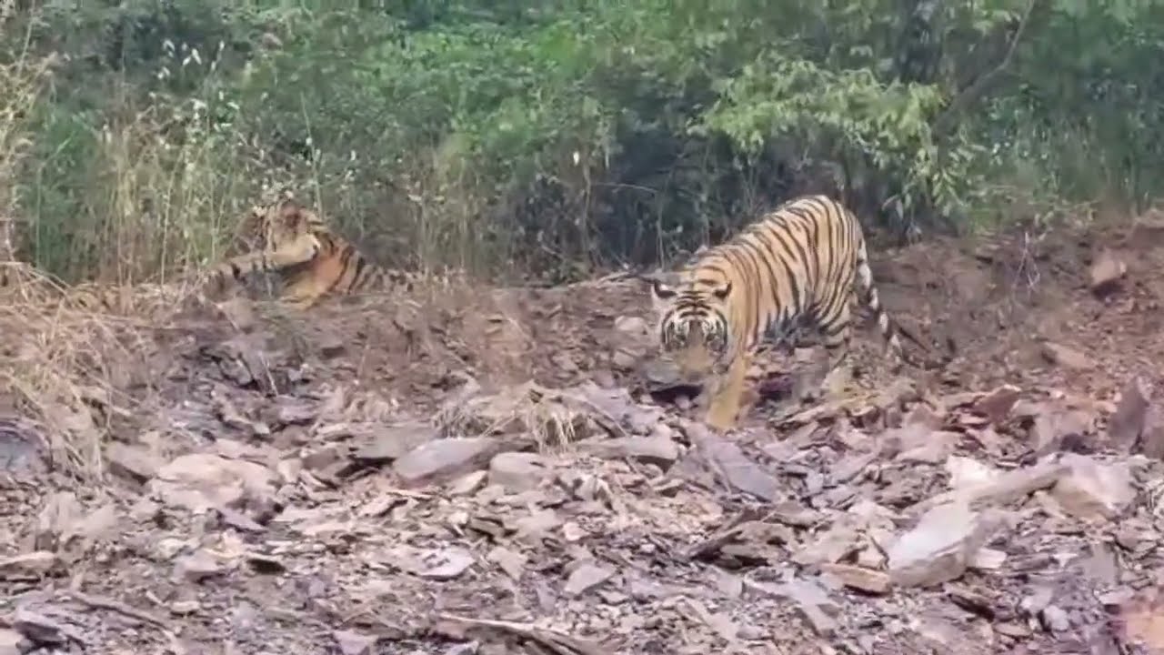 Tigress Arrowhead family in zone 2 , Ranthambore