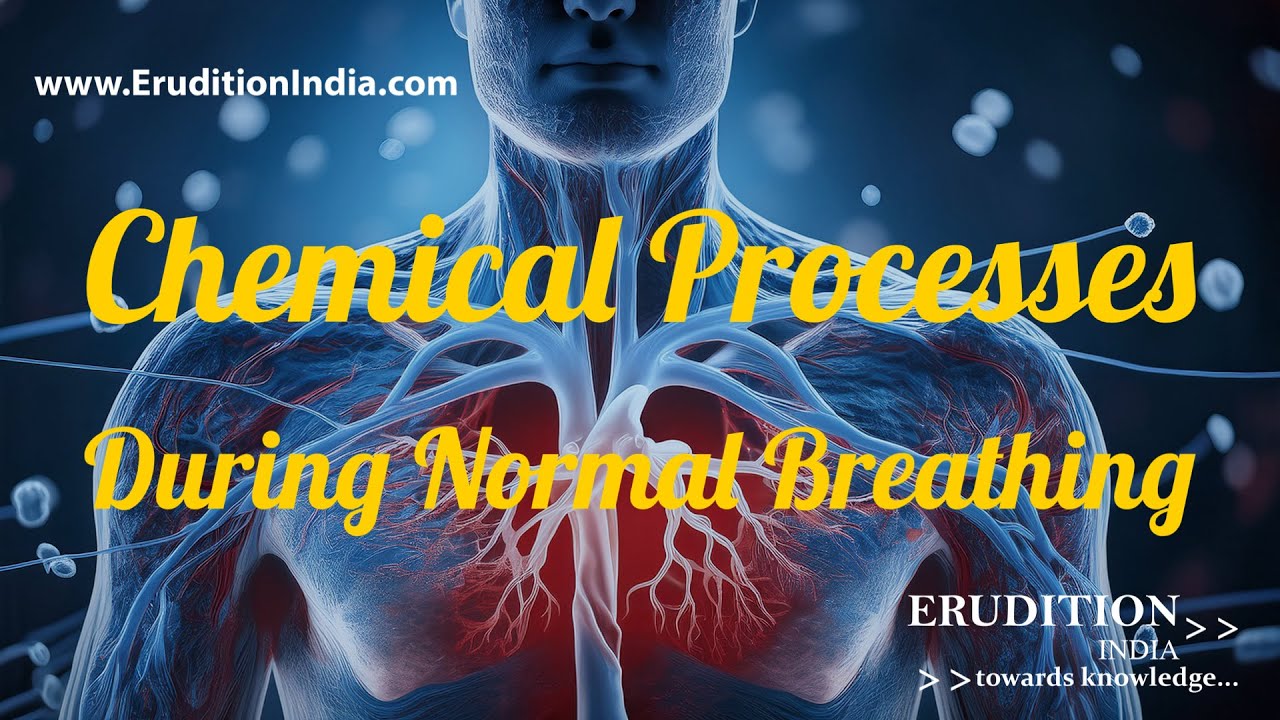 Chemical Processes During Normal Breathing - Explained (Junior High Level) (Class-9-10)