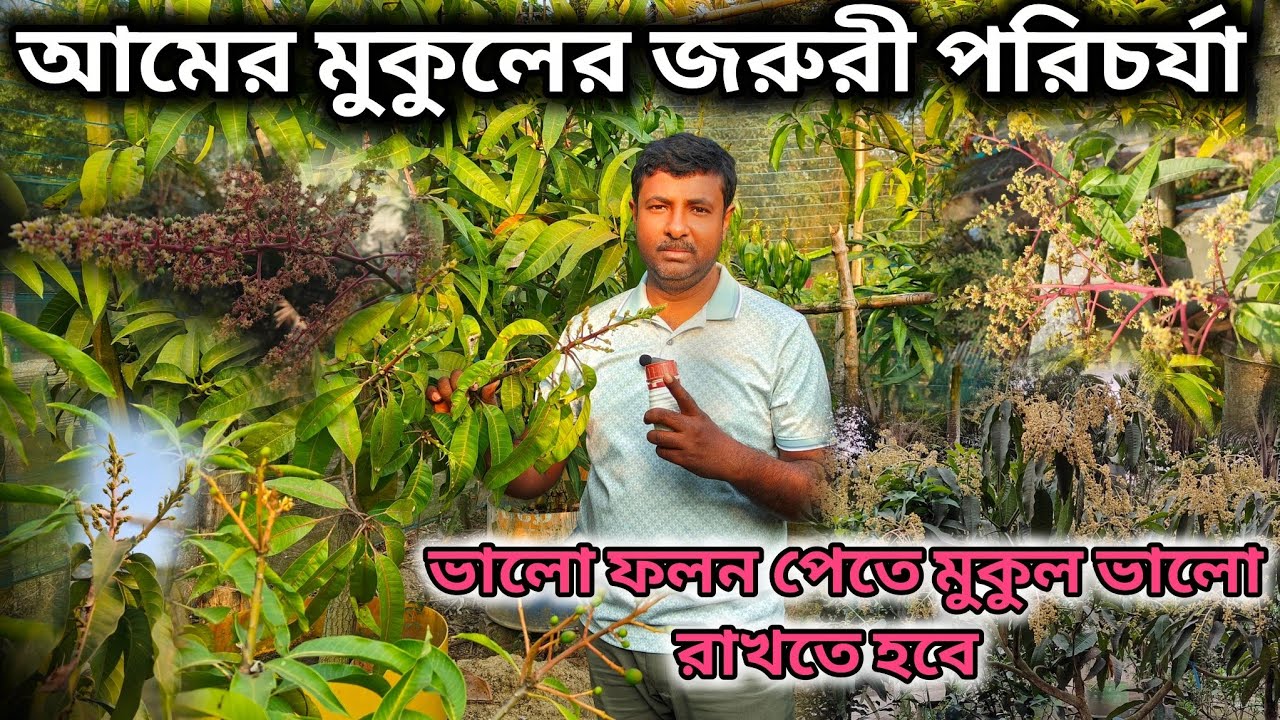 ভালো ফলন পেতে আমের মুকুলের জরুরী পরিচর্যা।care of mango flower. 