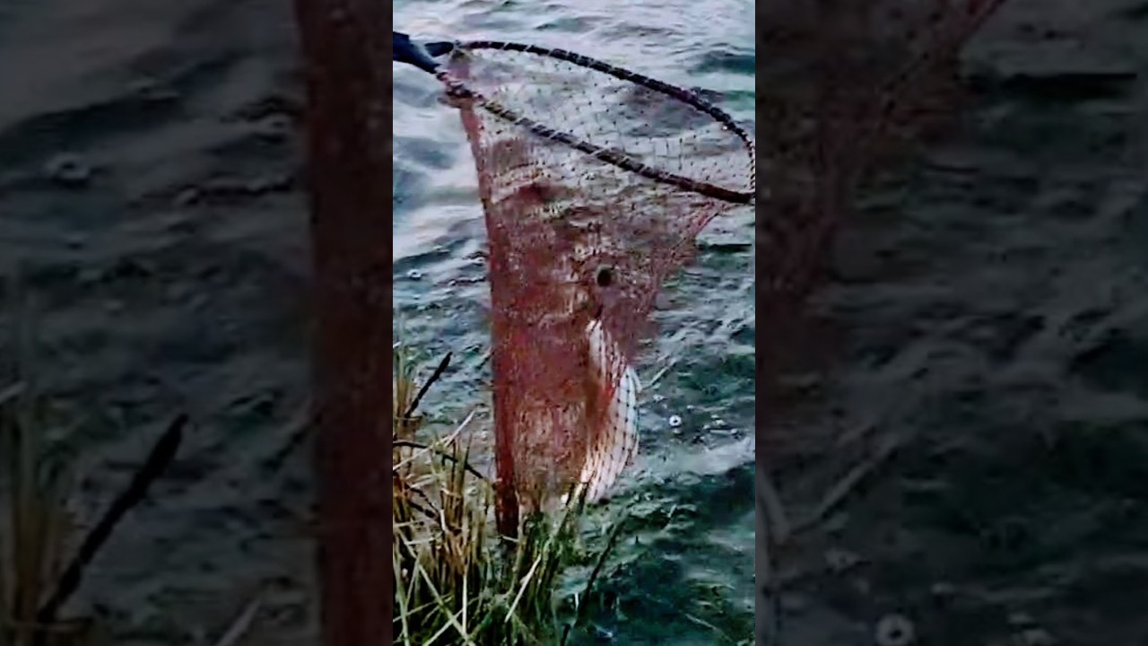 Best Fishing Net 2023 🐟 🥅 🪝| 