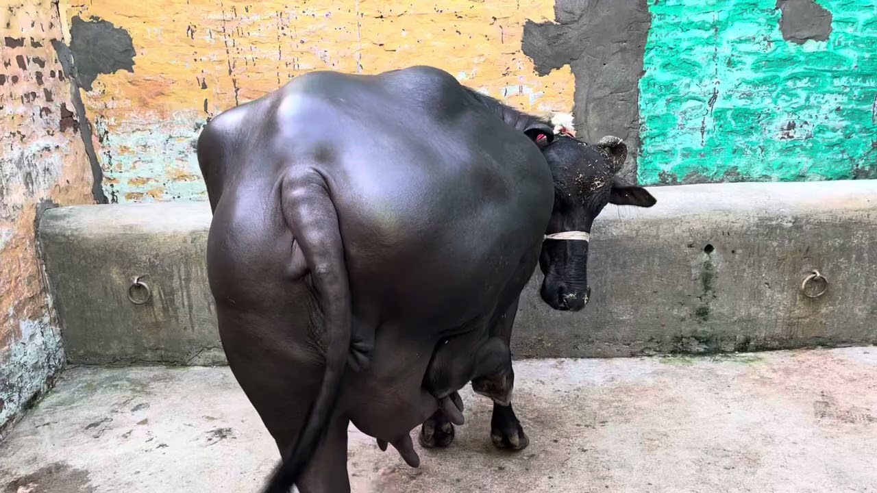 ब्यात आई झोटी || सेल के लिए उपलब्ध || @Chhokerfarm711 || #dairyfarm #viral 