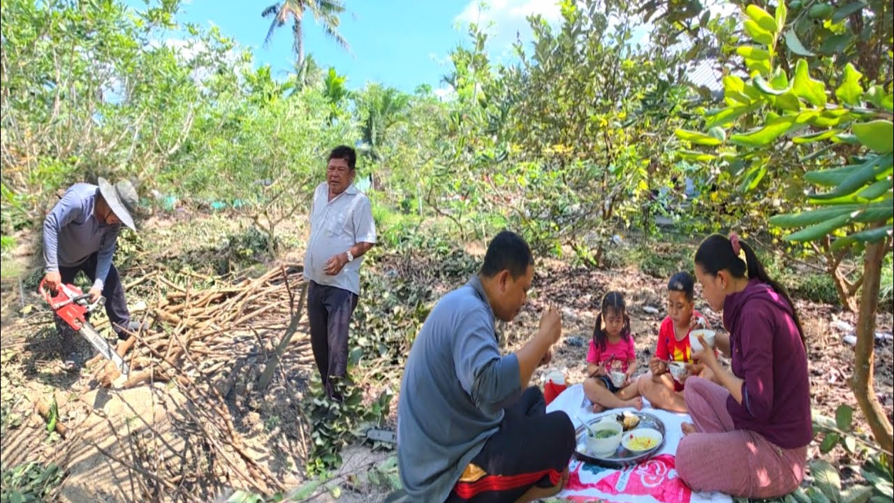 Cha Mẹ Rất Buồn Khi Quyết Định Phá Hết Vườn Ổi.NHMT 