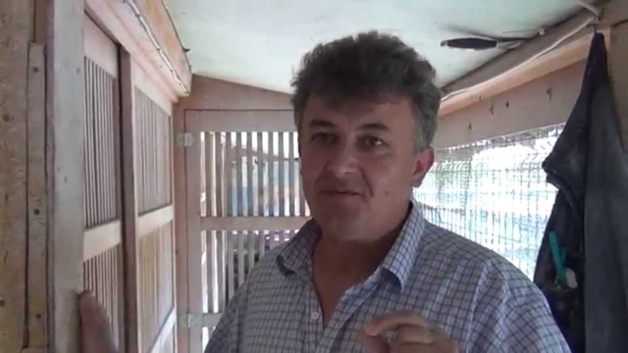 Interviu columbofil cu Maris Iliuta - Sighetu Marmatiei - MM