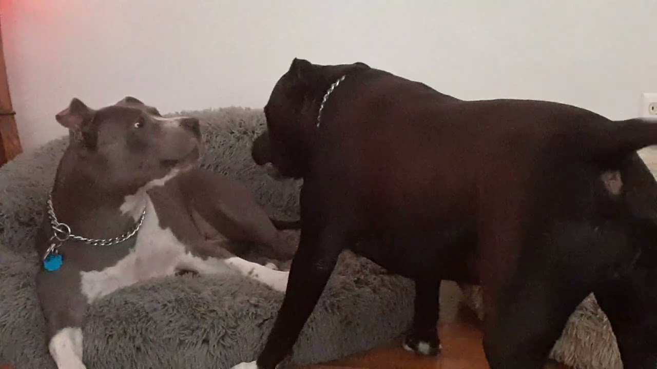 Gypsy n Raine from grooming to arguing over seating arrangements ❤️🐾