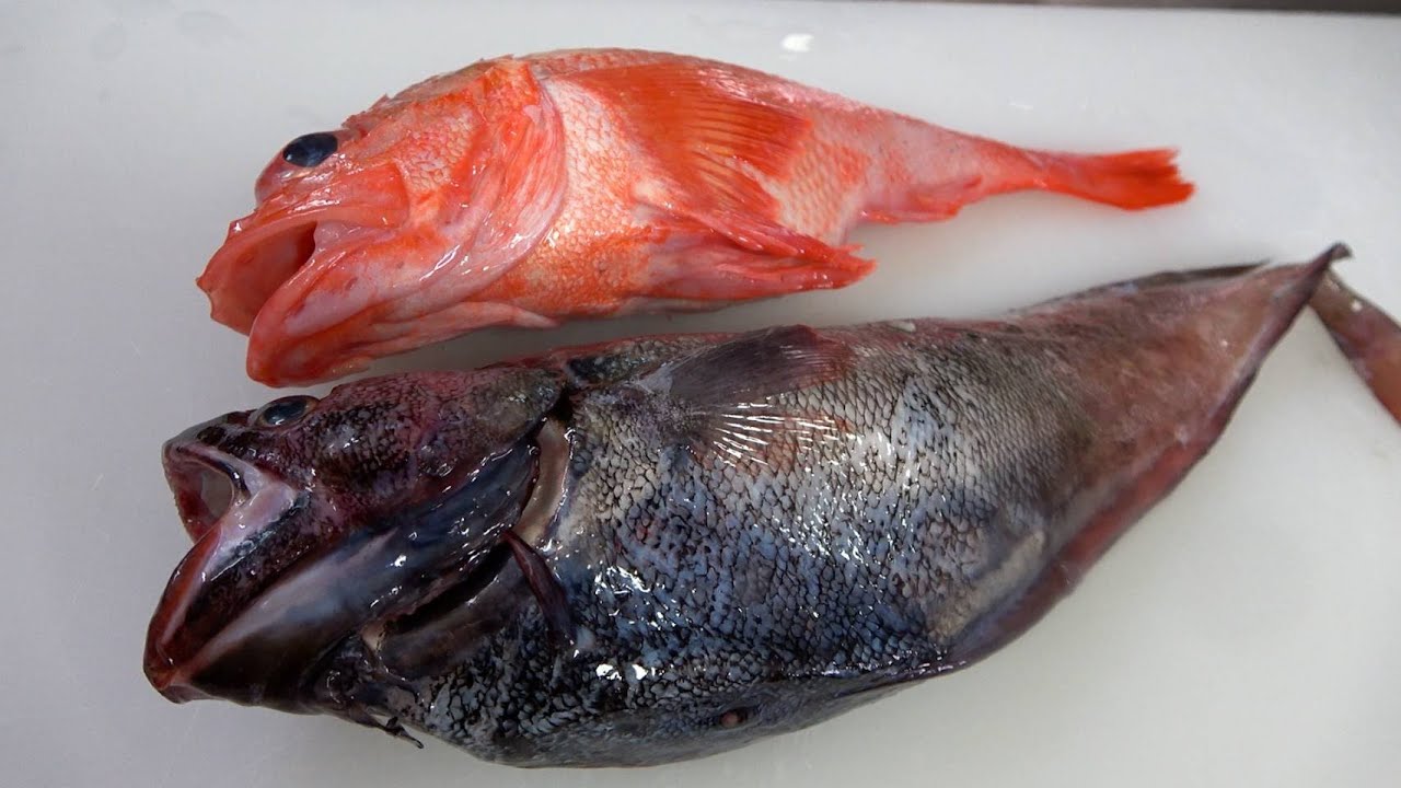 【キンキとチゴダラ】北海道深海魚BOXの魅力にじいちゃんも病みつき！？