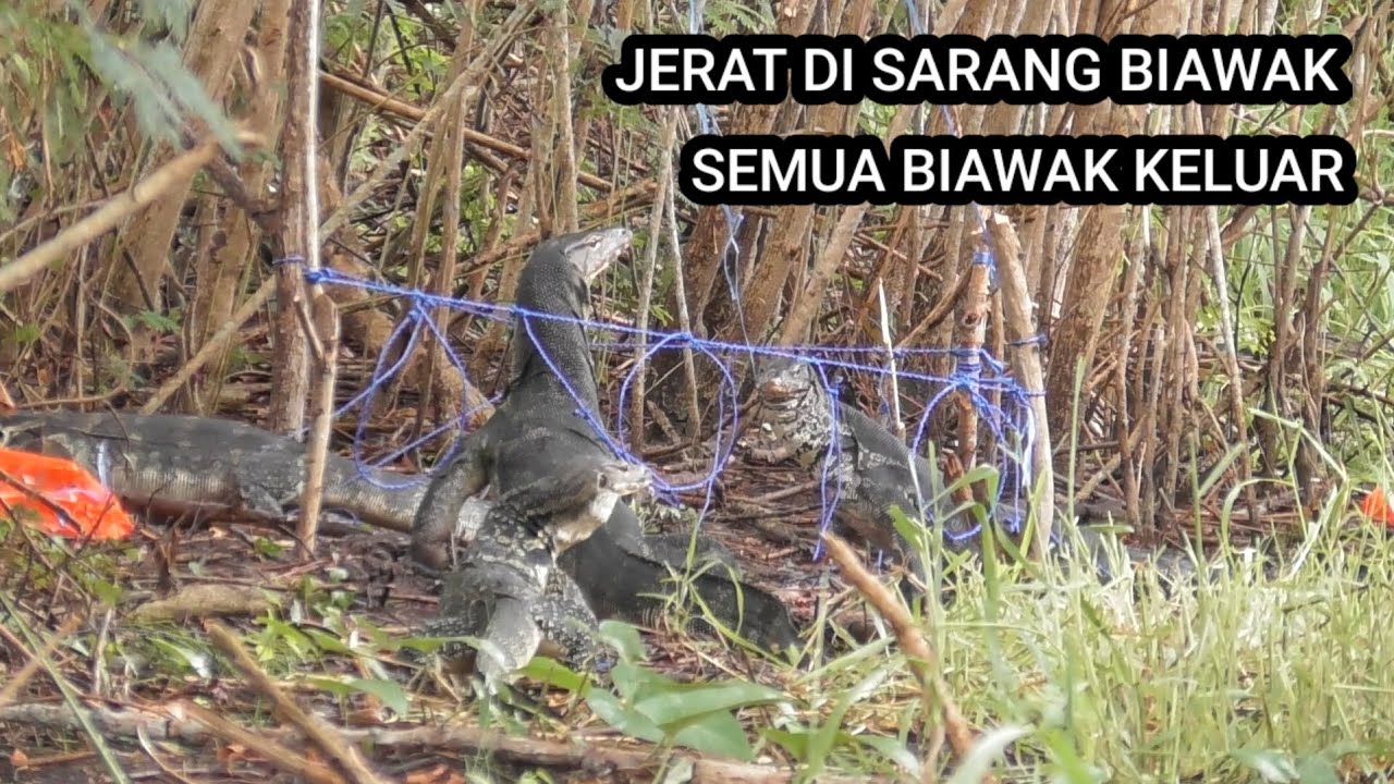 Sarang biawak berburu jerat biawak