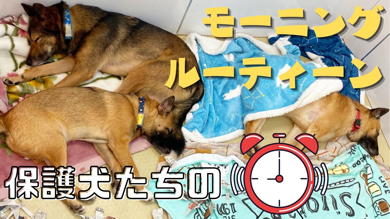 保護犬のモーニングルーティーン〜ピースワンコ・ジャパン〜