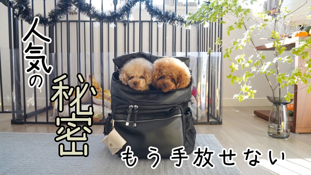 文句のつけどころがない最強の犬用バッグに出会いました【トイプードル】