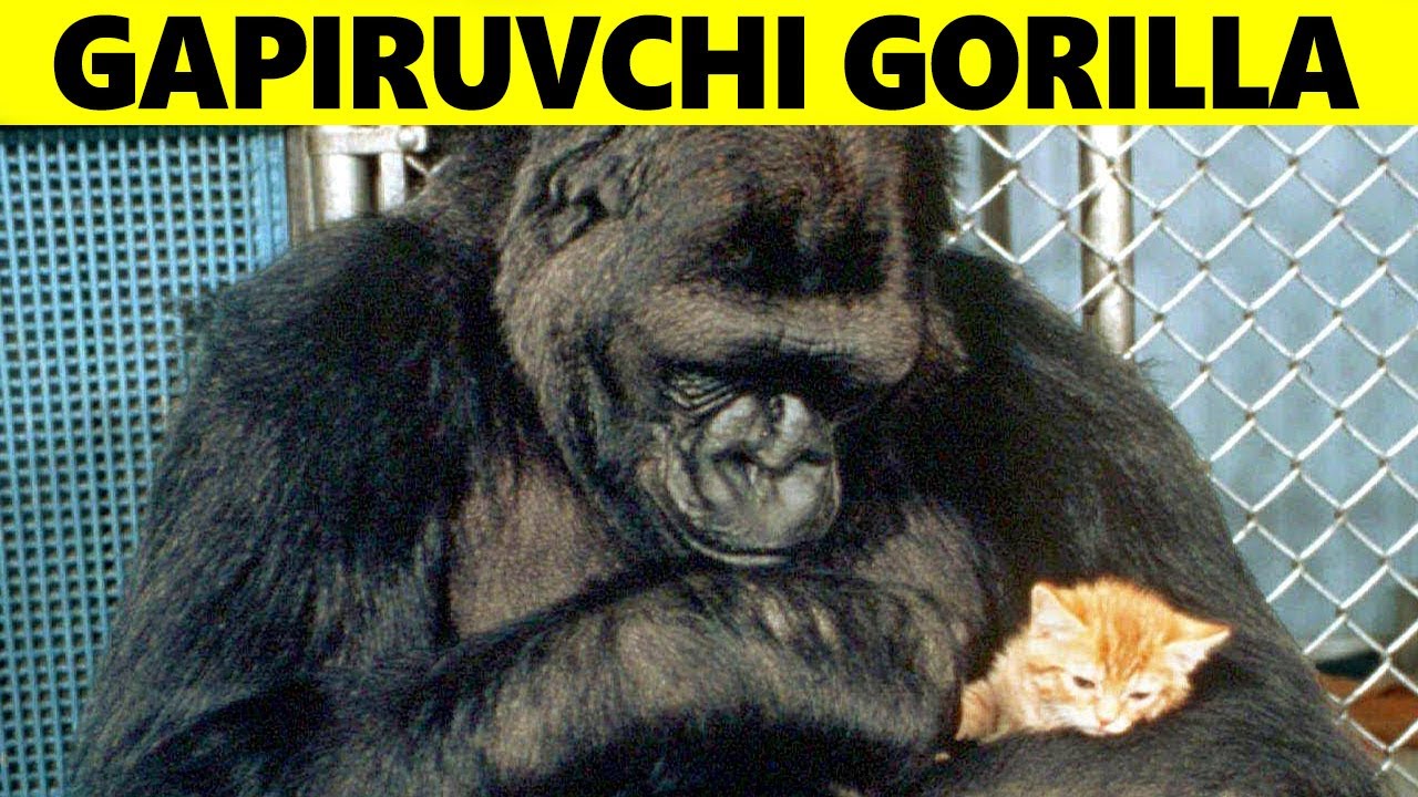 Yagona Gapiruvchi Gorilla Koko