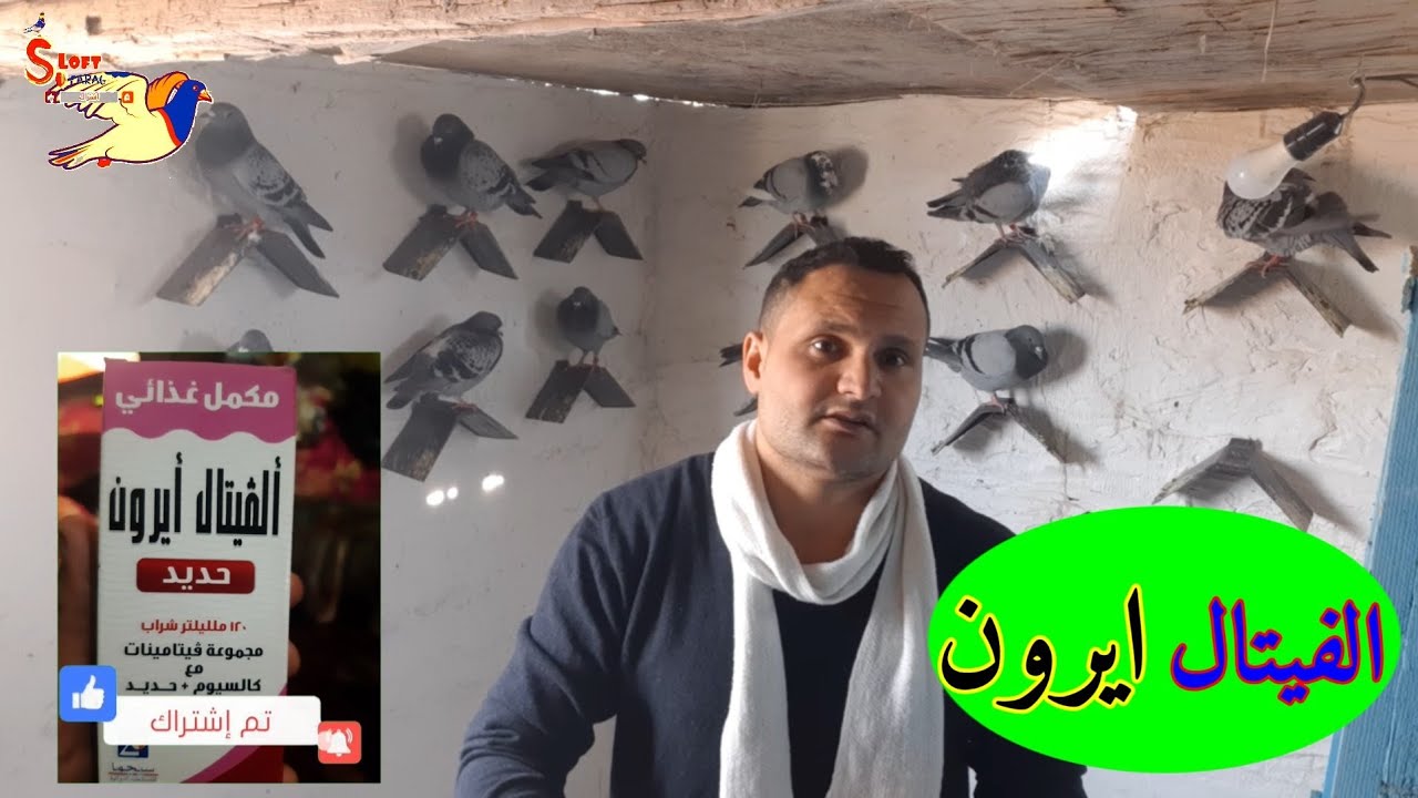 ارخص#فيتامين تستخدمه #للحمام#رافع مناعه #علاج انقطاع#البيض و#الكساح وتحفيز #الزكور و#زياده التخصيب