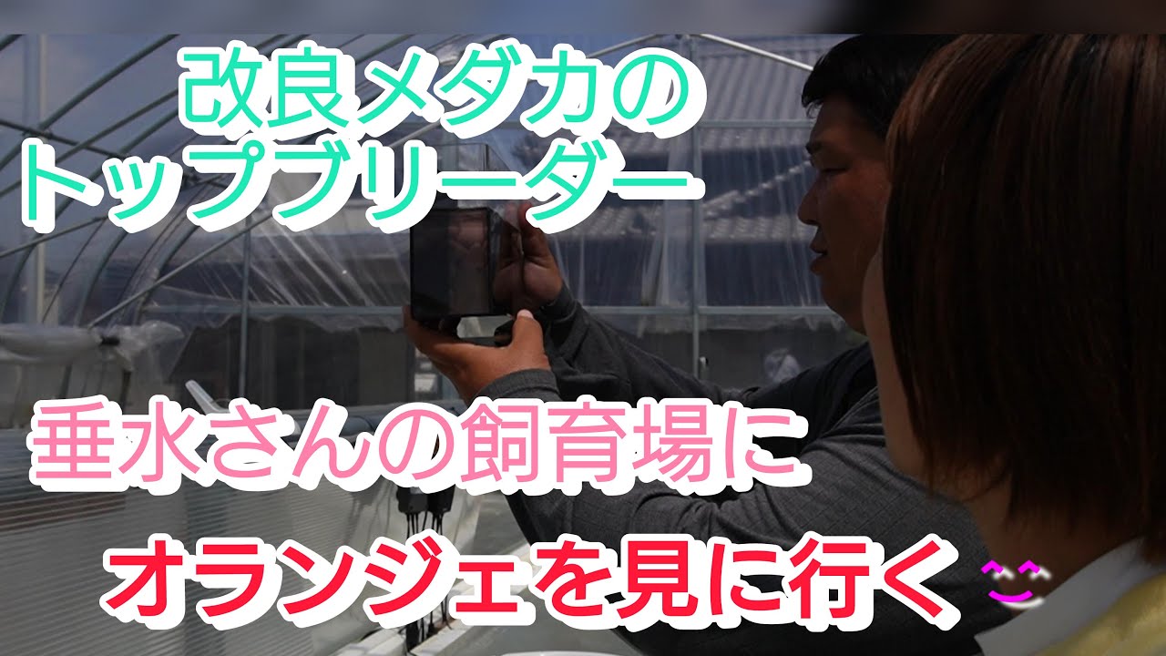 改良メダカのトップブリーダー、垂水さんの飼育場にオランジェを見に行くメダカ旅