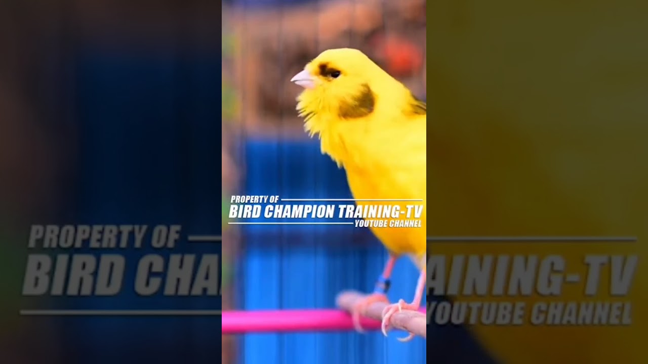 bird champion training