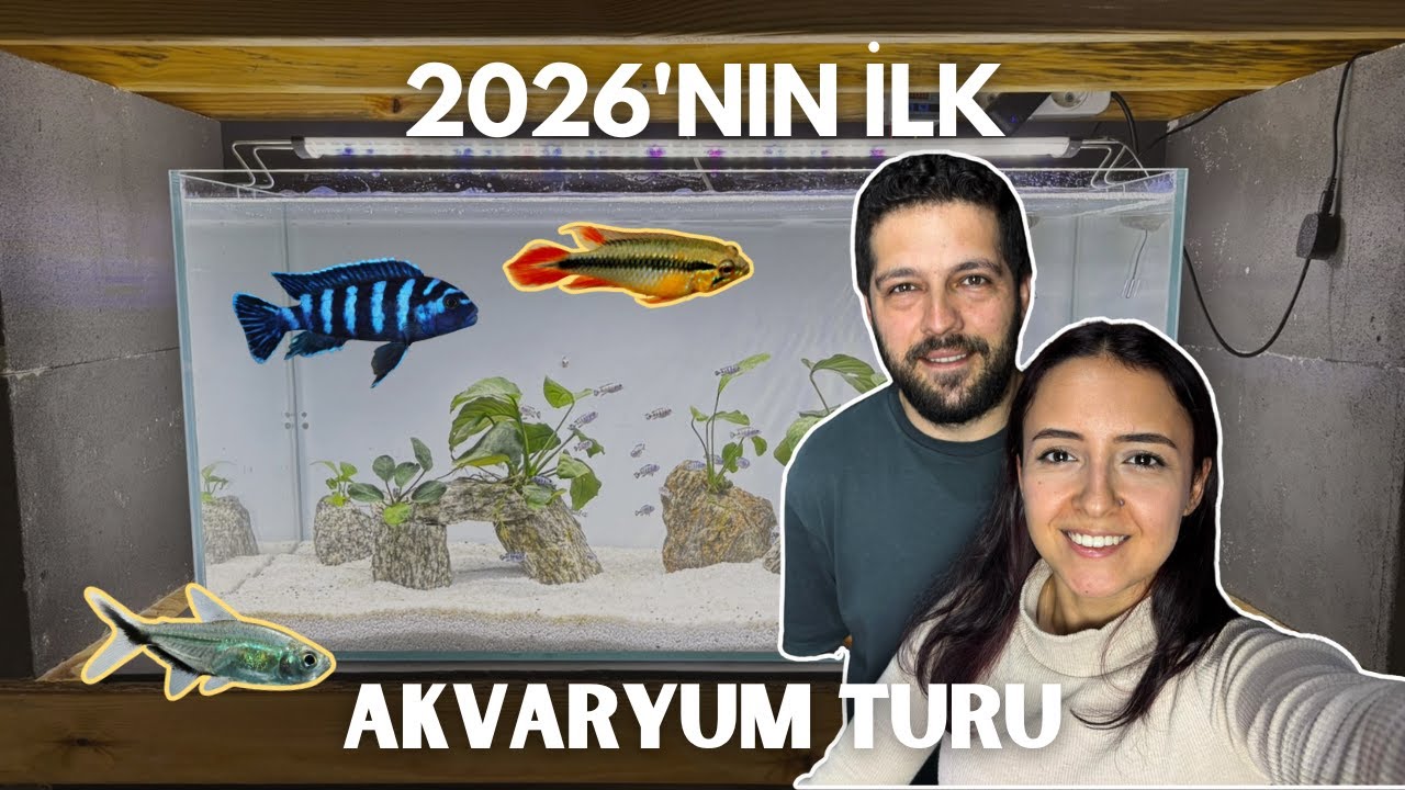 Ocak ayı akvaryum stüdyo turu