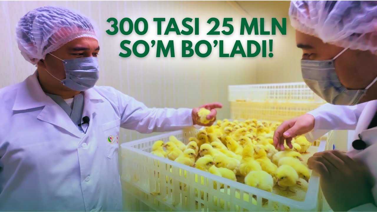 Jo'ja Boqishda Hamma ham Kirolmaydigan Joylarga Kirdik | Jo'jani Inkubatordan Fermaga Yuborish!