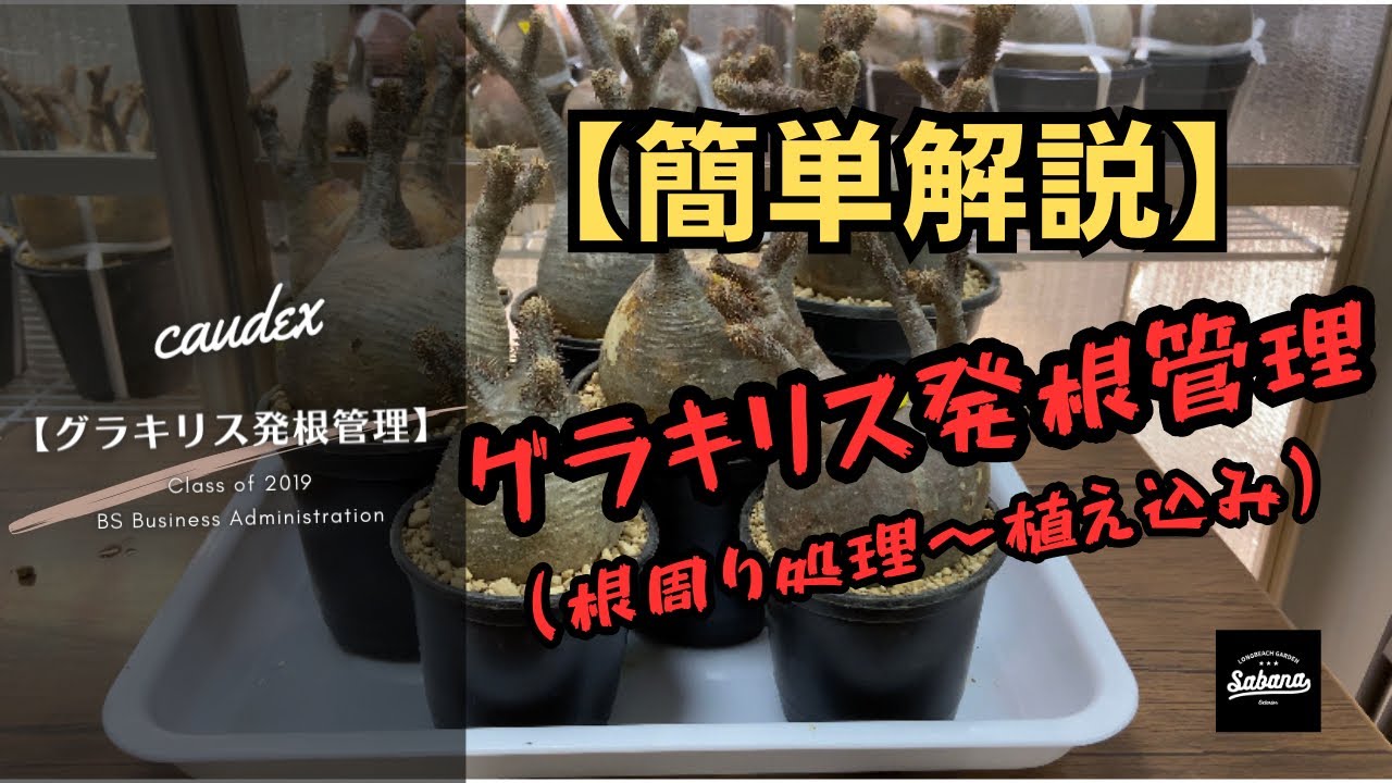 【グラキリス発根管理】根周り処理〜植え込みまで