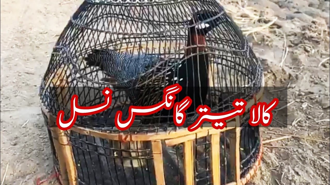 kala Teetar Pure Ghanghas Kala Teetar achi nasal ka G Nabi Baloch Black Francolin