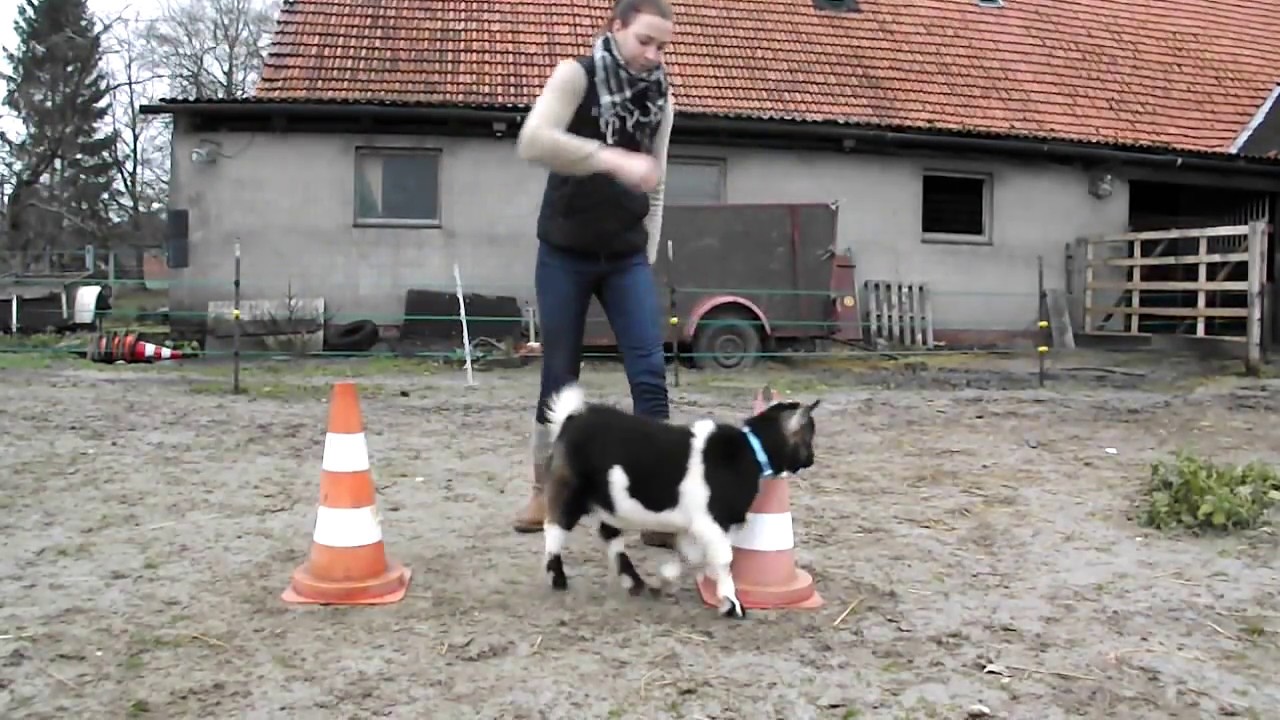 Zirkus Ziegentricks Clickertraining
