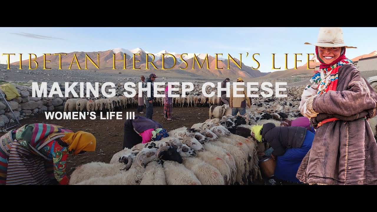 Tibetan Nomadic life | Making sheep cheese | routine daily lifestyle at mountain village.