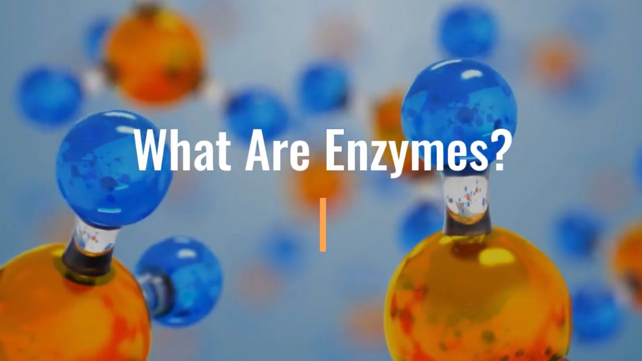 The use of enzymes in animal feed.