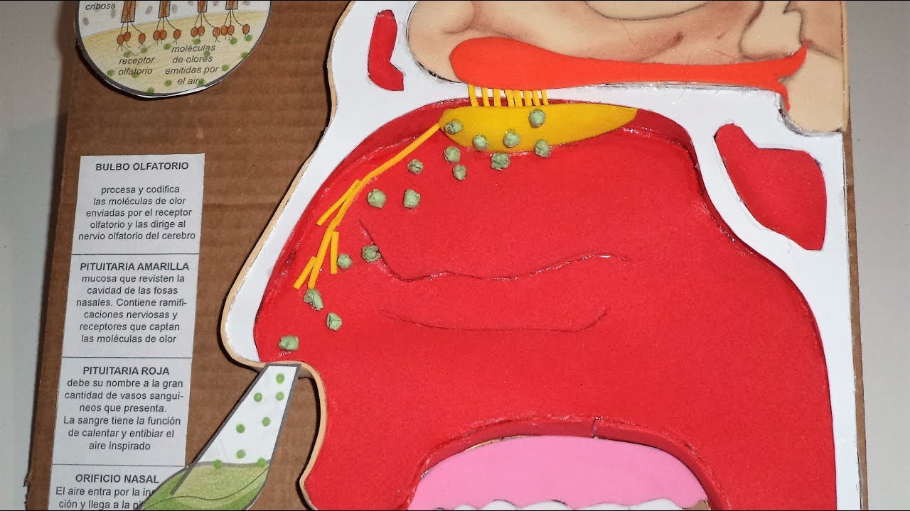 Sentido del Olfato 2 (maqueta)
