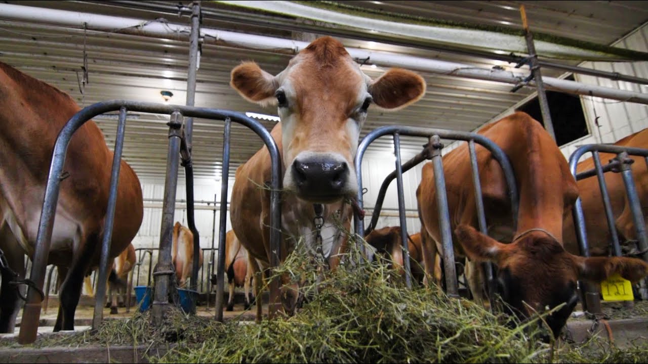Cows enjoy a break from the rain and mud