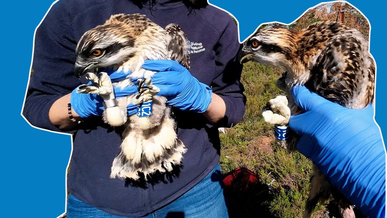 RINGING OSPREY CHICKS
