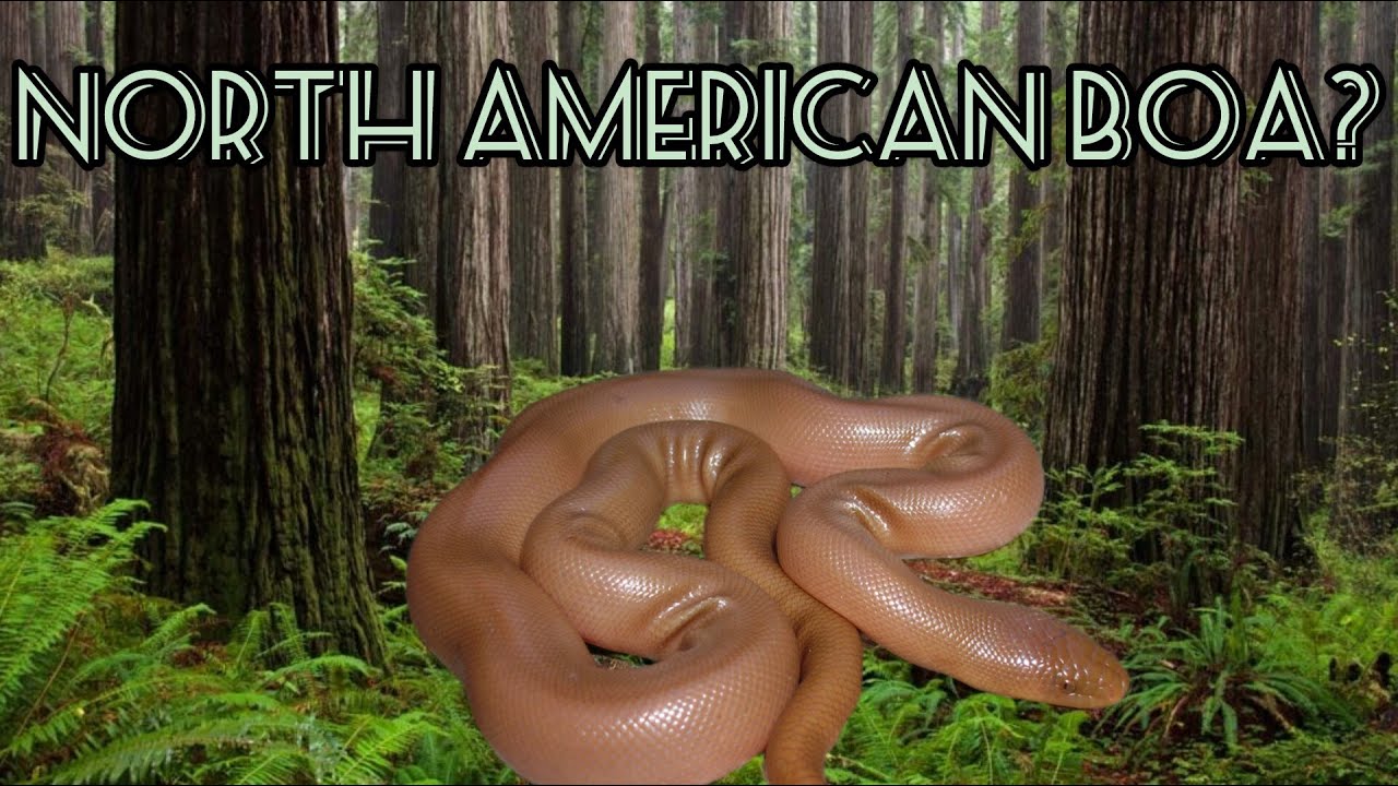 Reptiles and Amphibians of the PNW Ep.5: Northern Rubber Boa