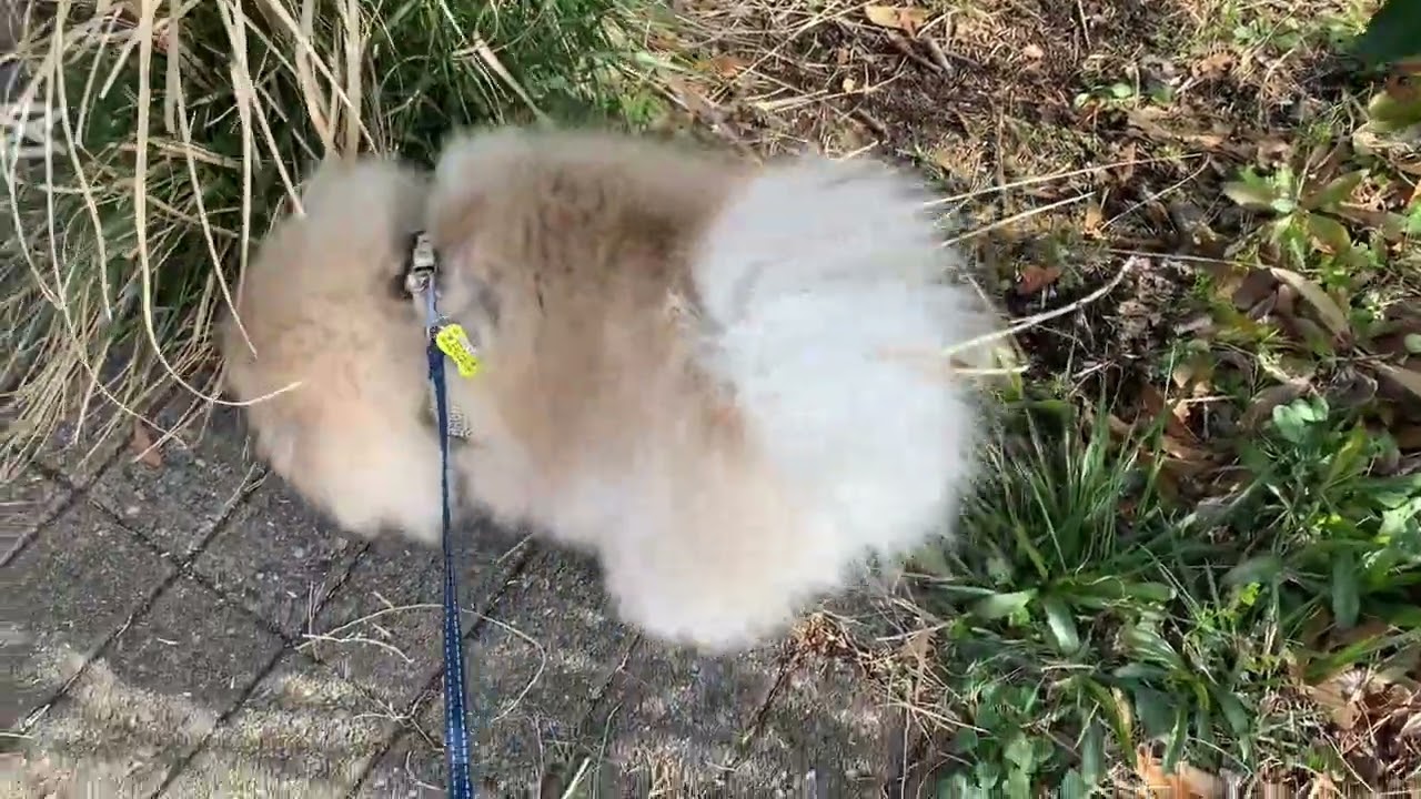 お散歩行って来ましたマフィン【フルバージョン】🧁💕🧁🐾😊