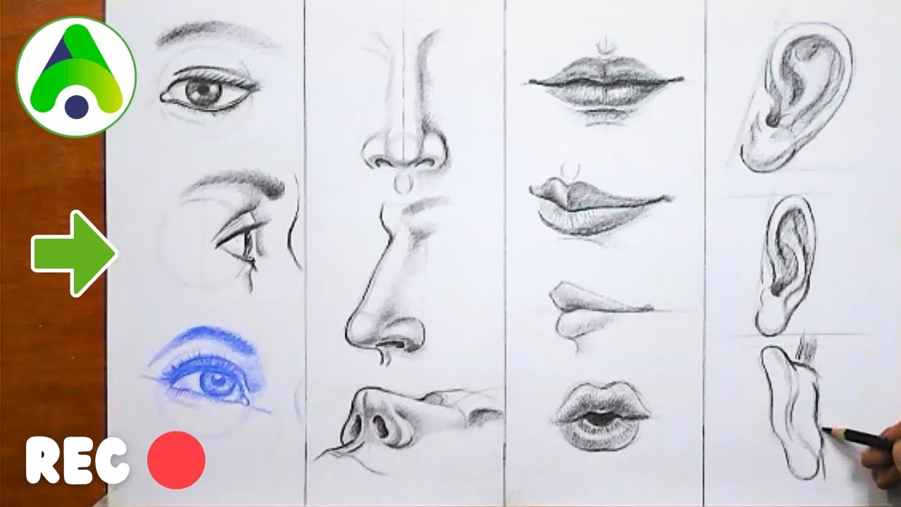 DIBUJA PARTES del ROSTRO - Rasgos faciales.