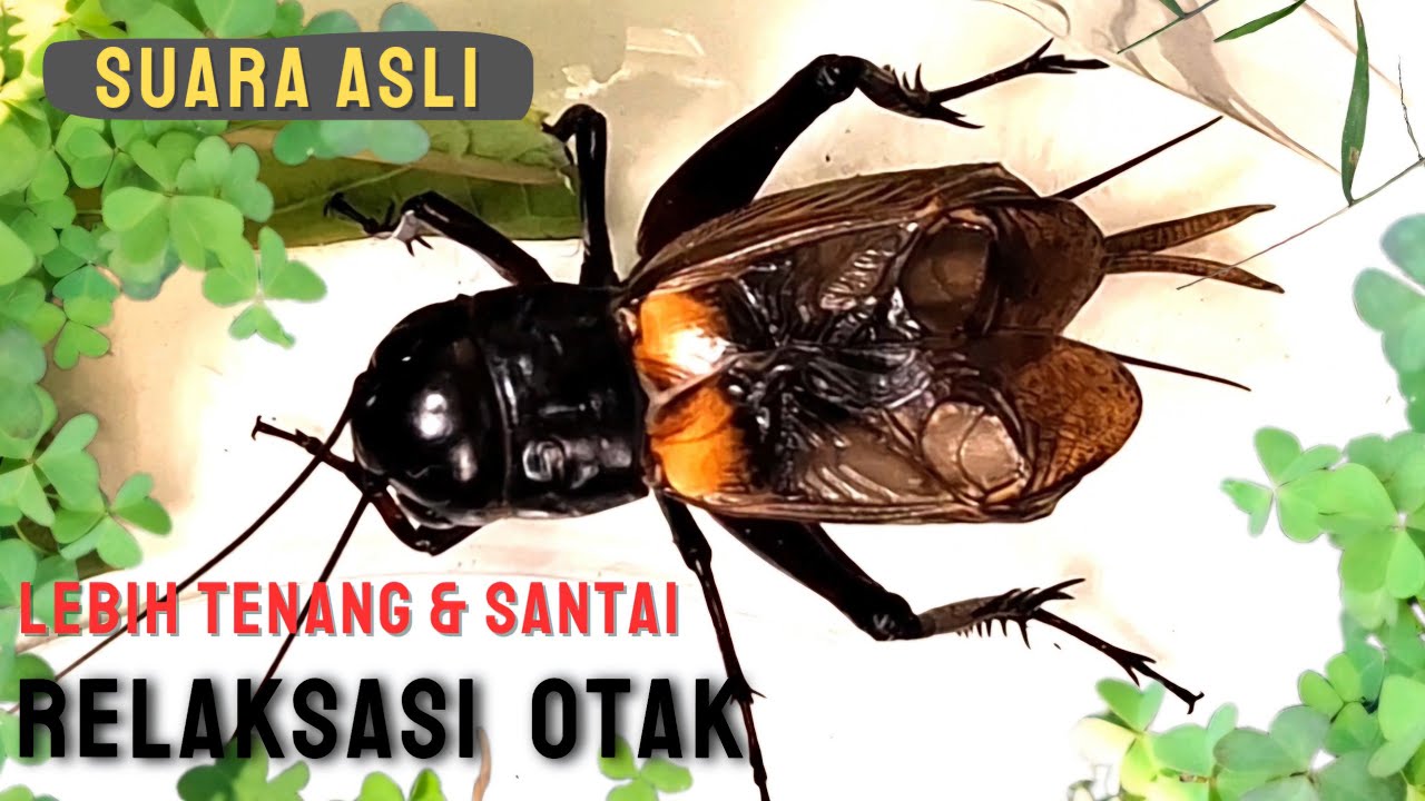 Suara Jangkrik Pada Malam Hari