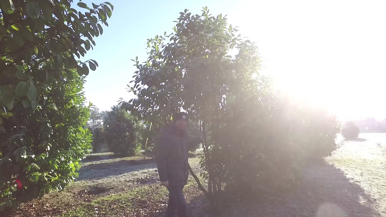 Groenblijvende bomen |  Bomenvlog #21