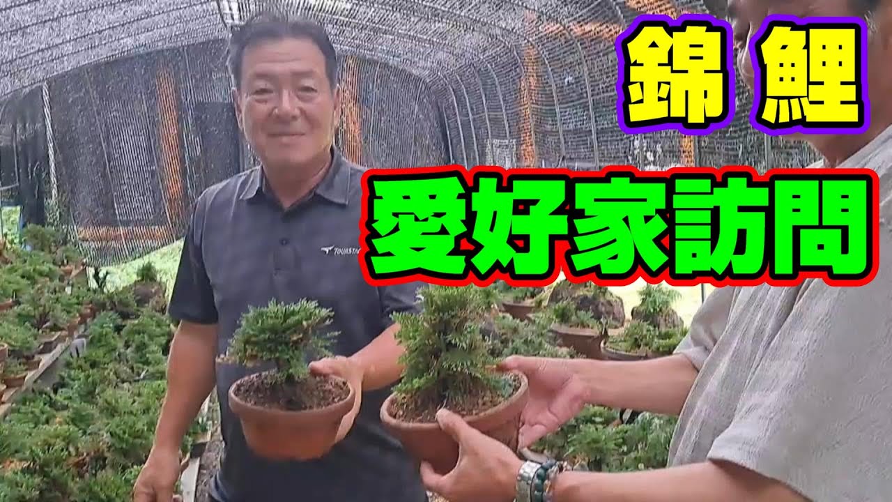 【汚池再生計画】『錦鯉愛好家訪問』以前お邪魔した愛好家さんの所に遊びに行ってきました‼＃錦鯉愛好家＃自作池＃koipond#koi＃FRP池＃生け簀＃泳ぐ宝石錦鯉#ปลาคราฟ