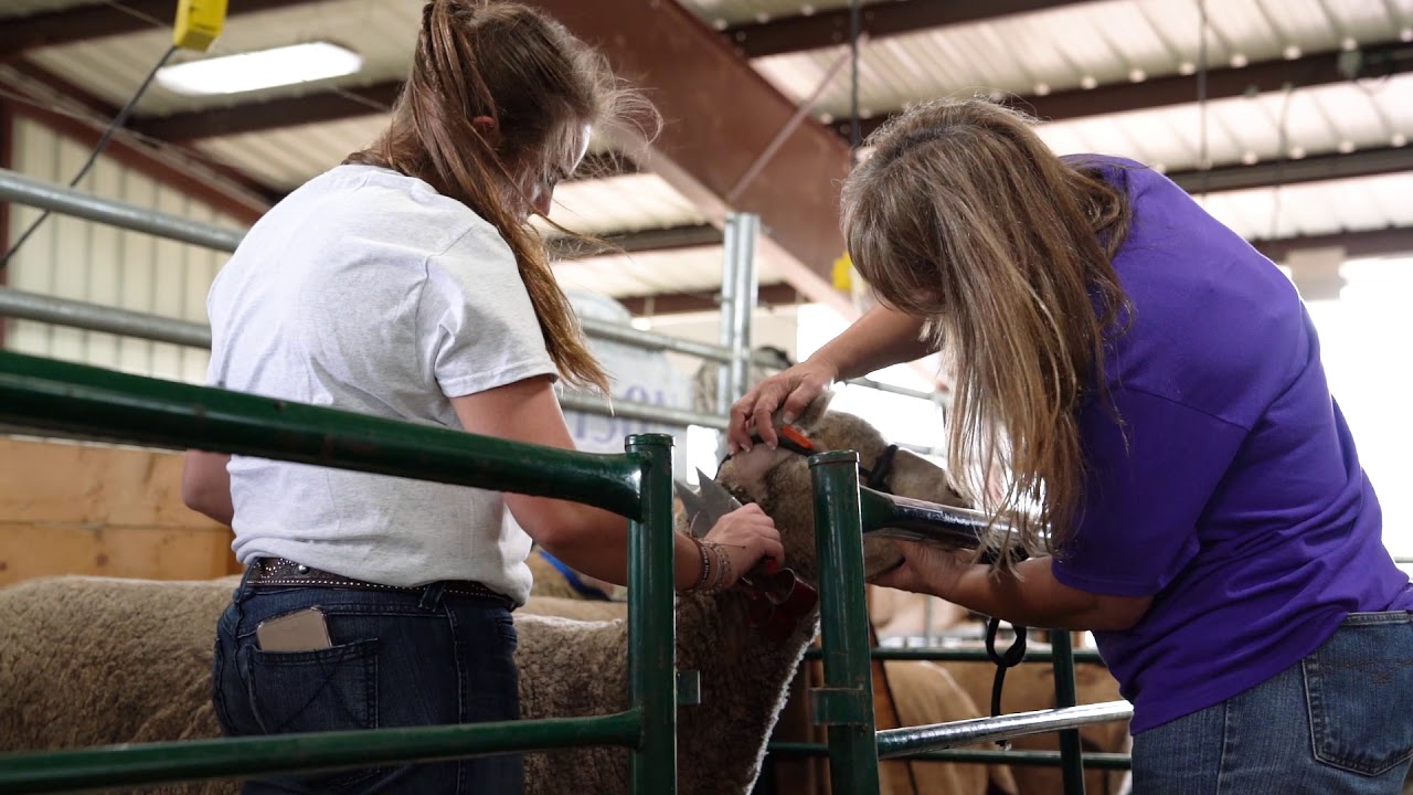 The National Rambouillet Show | 2019