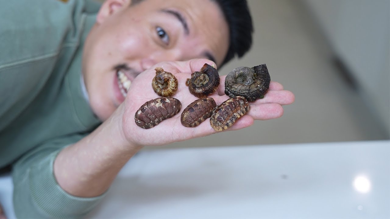 수산시장에도 안 파는 바다의 삼엽충과 암모나이트를 잡아서 먹어보자!!