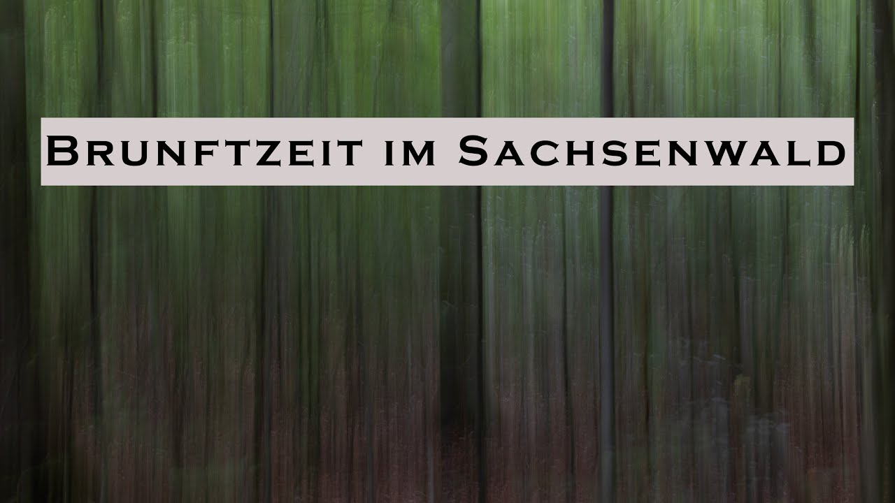 Unterwegs im Sachsenwald auf den Spuren der brünftigen Hirsche.