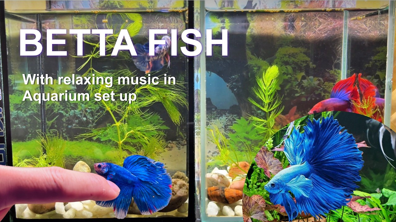 The most beautiful Betta Fish Collection: Koi, Catfish and Colorful Aquarium Setup #explore168