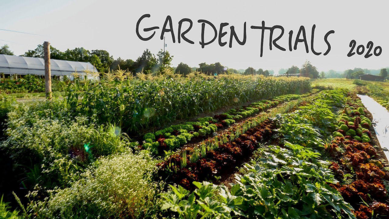 Living Pathways, Perennial Cover Crops, and More