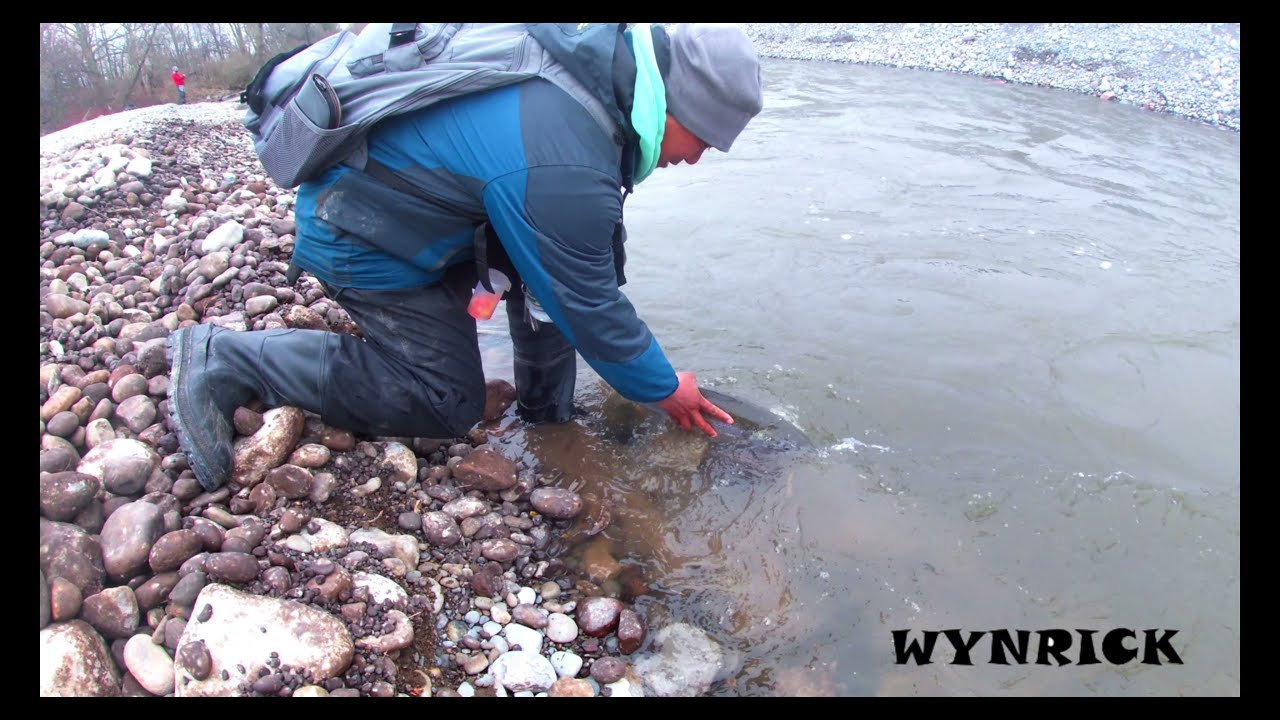 CREEK STEELHEAD ASSASIN...