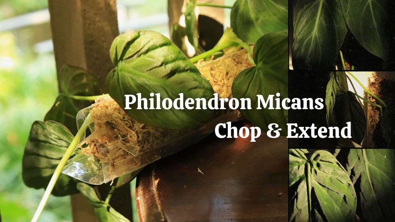 #20 How to Chop & Extend Philodendron Micans Moss Pole |Propagate Philodendron Micans| Relaxing Vlog
